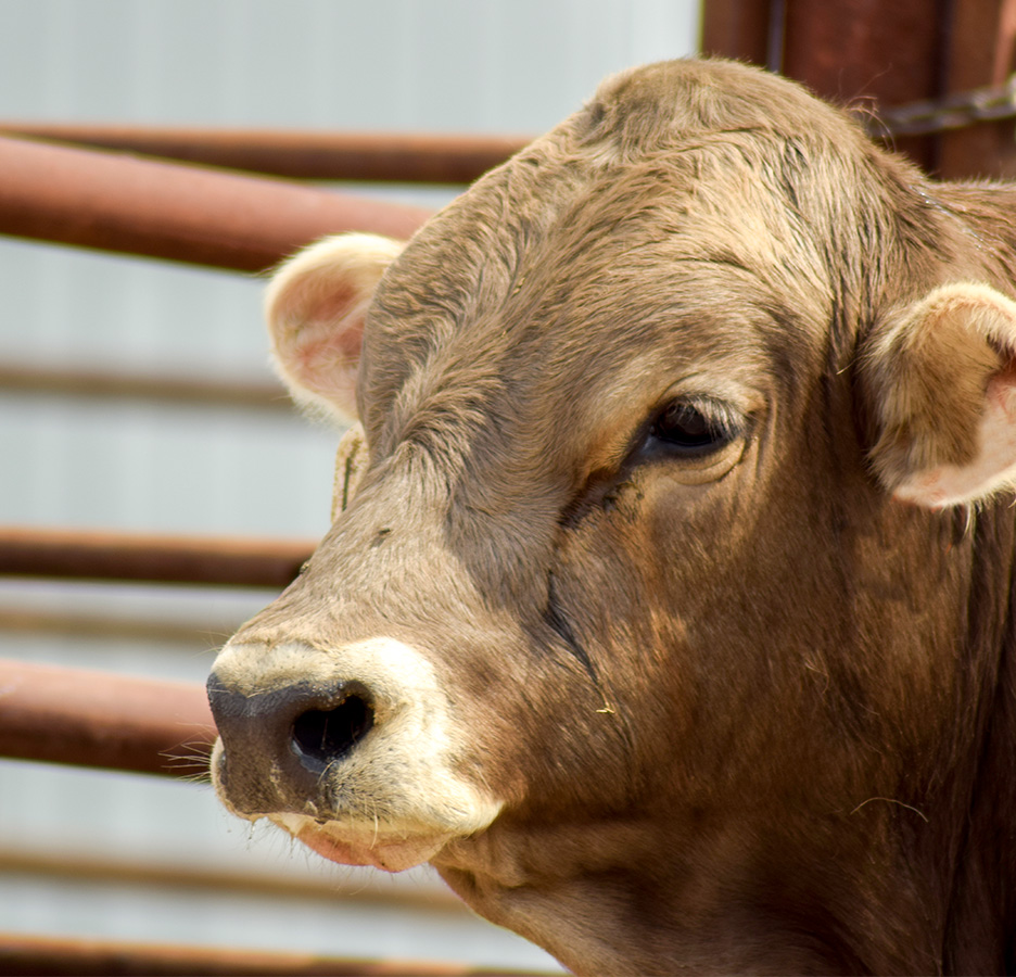 Braunvieh bull at McBee Cattle Company